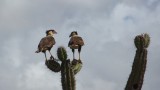 Los animales del desierto