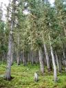 Enchanting mossy forest