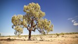 Extremely old desert oak, possibly 800 years to be this size
