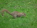 Chip o Dale?