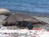 Newborn elephant seal pu­­­­­­­­­­­­­­­­­­­­p at ­K­i­n­g­ ­E­d­w­a­r­d­ ­­P­­o­­i­­n­­t­­­­­­­­­­­­­­­­­­­­­­­­­­­­­­