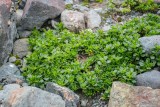 Baccharis sp., una de las primeras especies colonizadoras en el sector.