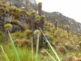 Gigantes frailejones