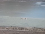 Flamencos en la Laguna Blanca