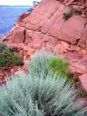Bright green shrubs