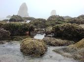 Tidal Pools near Haystack Rock