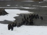 Penguin parade