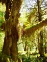 Mossy tree