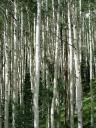 Aspens on Telluride Mountain