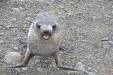 Learning to waddle.­