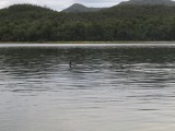 12. Delfines acompañandonos en un campamento