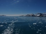 Pelagic leaves a trail