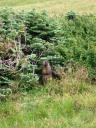 A marmer on lookout