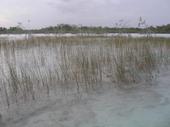 Pradera de Eleocharis cellulosa (familia de las Ciperáceas) en el Río Chac