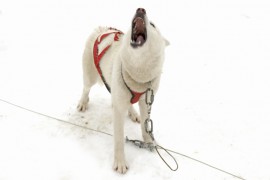 First Andes Crossing with Sled Dog