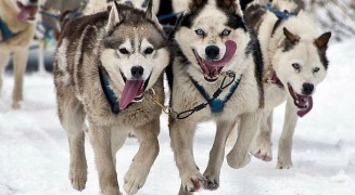 Siguiendo a la manada - Dog  Sledding tour 2013