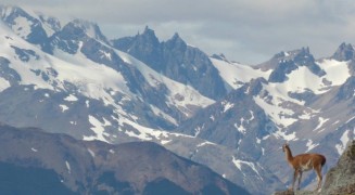 Proyecto Guanacos en Parque Andino Juncal